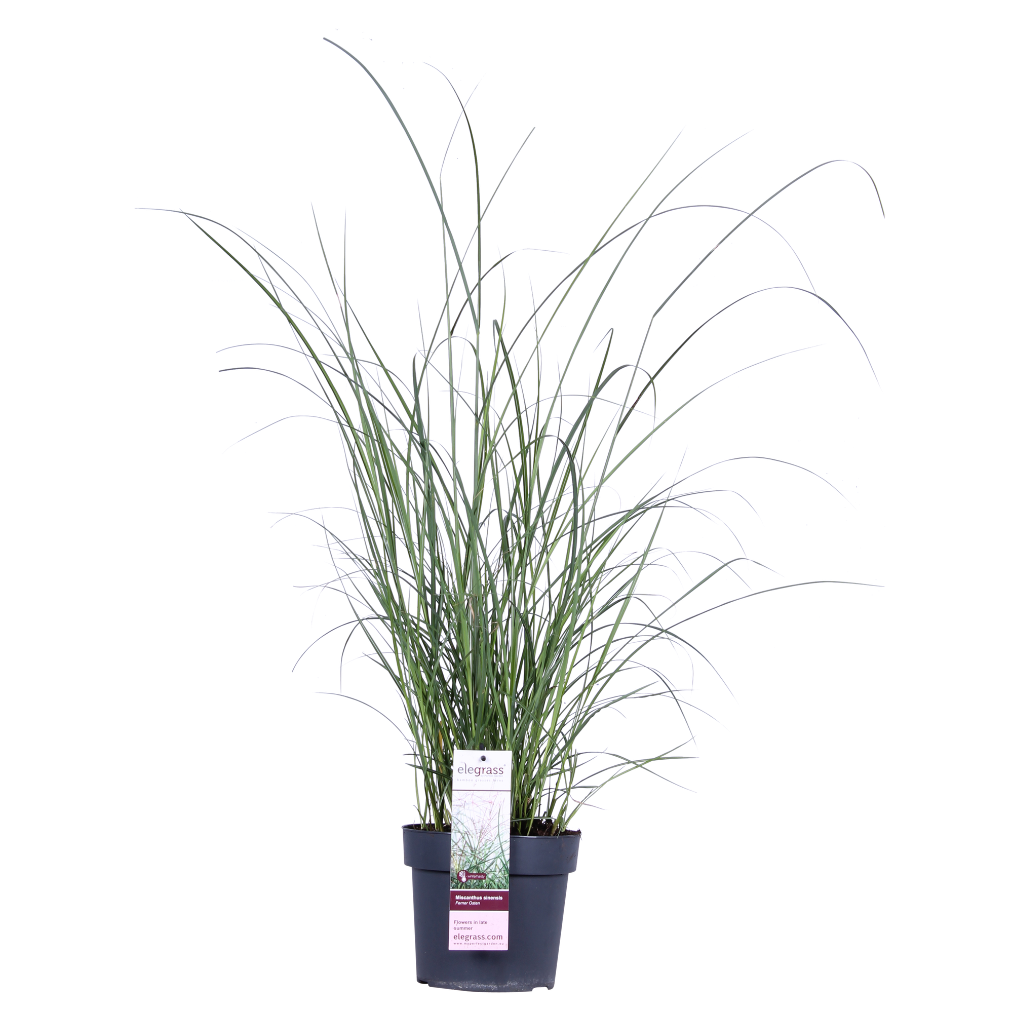Miscanthus sinensis Ferner Osten - Ø19cm - ↕50cm - Ø19 - ↨50cm
