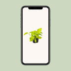 Epipremnum Golden Pothos - Scindapsus - PROMO - Ø12 - ↕15cm