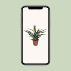 Bromelia Ananas - Ø12cm - ↕30cm