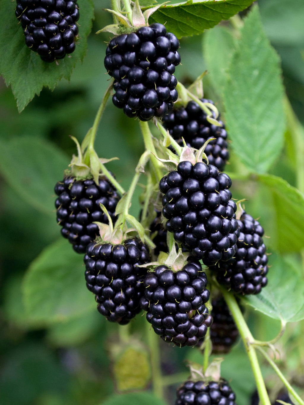 Rubus fruticosus 'Black Satin' - Doornloze Braam - Ø13cm - ↕45cm