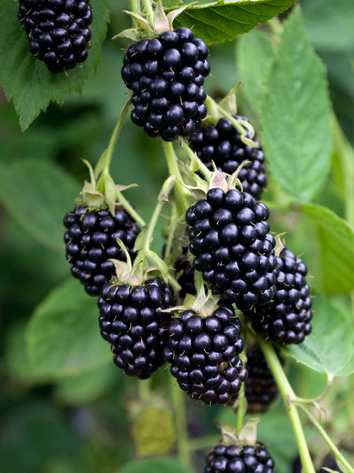 Rubus fruticosus 'Black Satin' - Doornloze Braam - Ø13cm - ↕45cm
