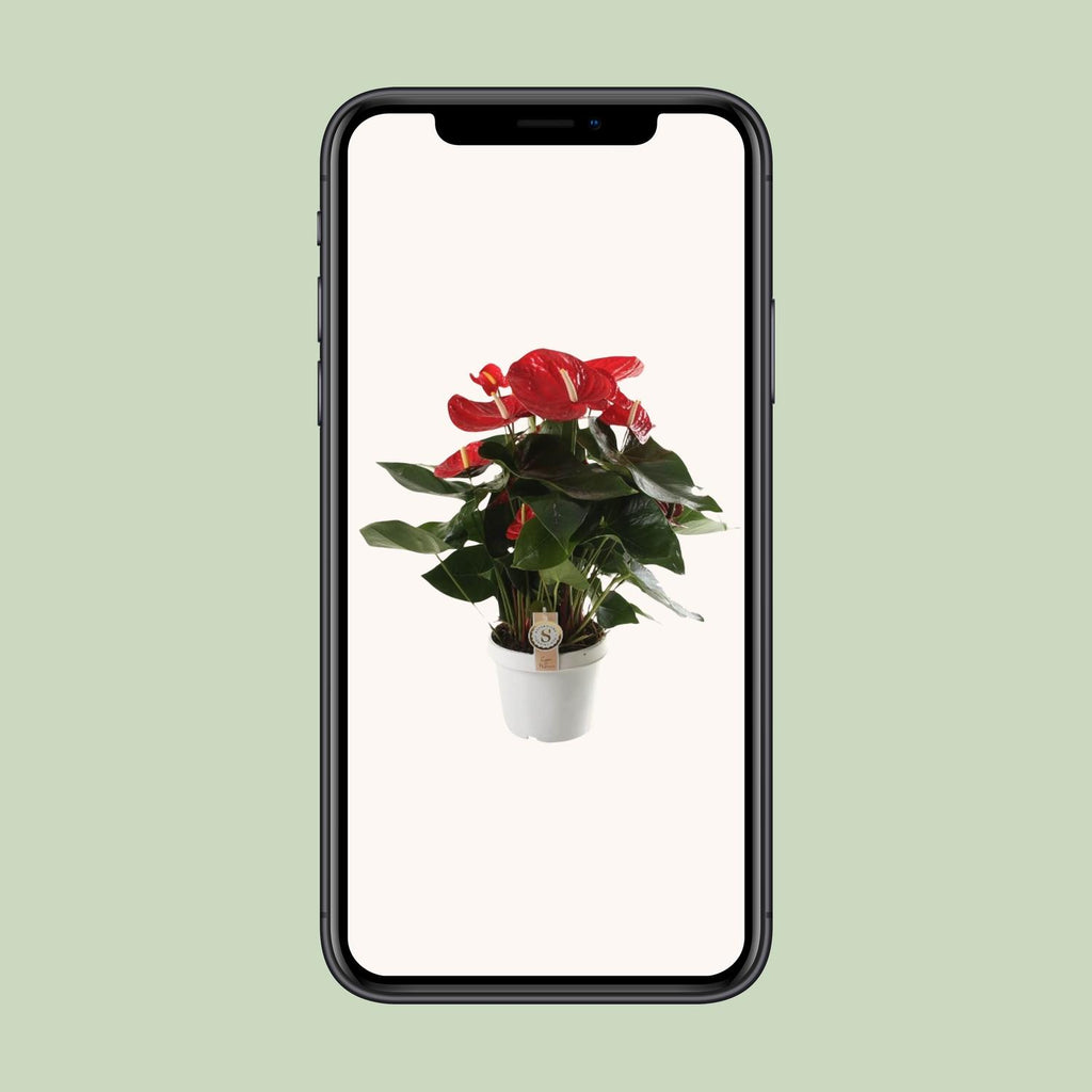 Anthurium Red Champion - Ø21cm - ↕65cm