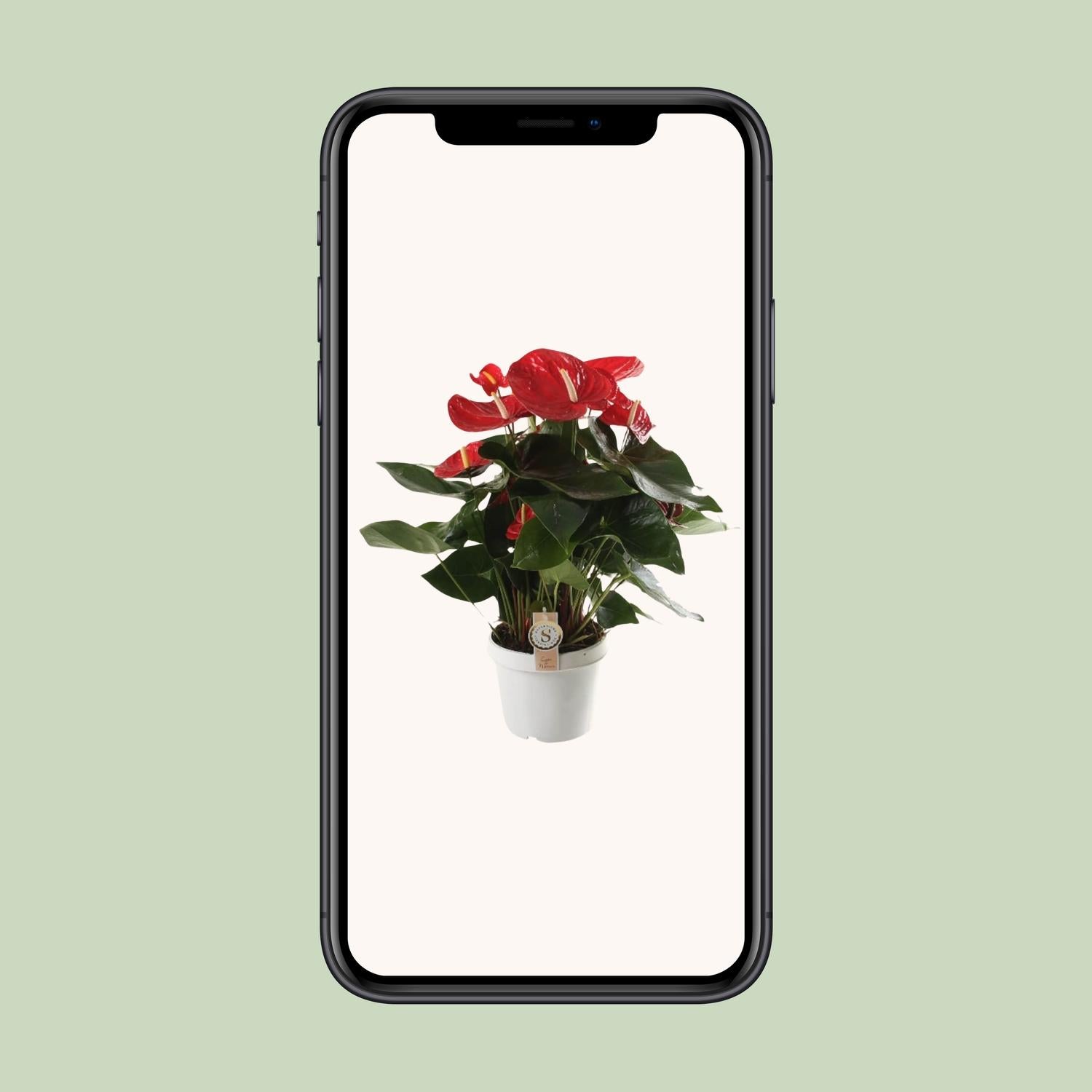 Anthurium Red Champion - Ø21cm - ↕65cm