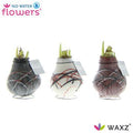 No Water Flowers Waxz Art V Gogh - 3 stuks - Ø7 cm - ↕15 cm