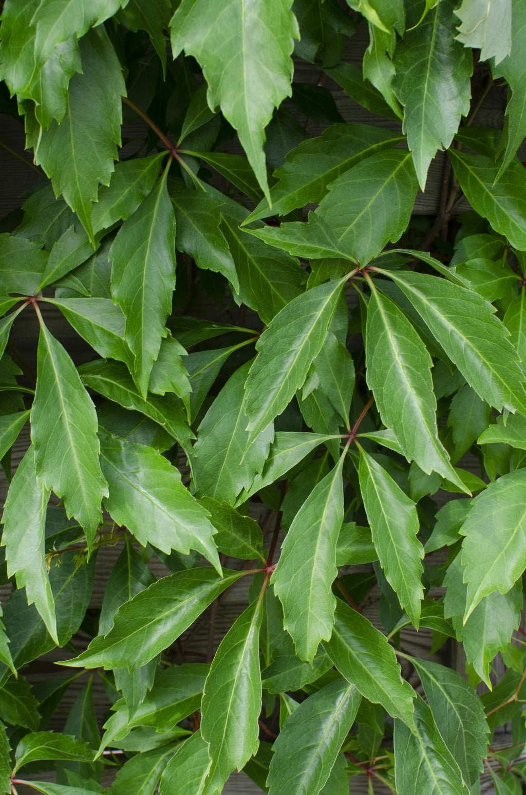 Parthenocissus q. var. 'Engelmannii' - Ø15cm - ↕65cm