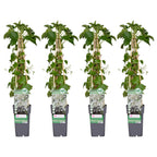 4x - Hydrangea petiolaris - ↨65cm - Ø15