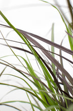Pennisetum x advena 'Summer Samba' - Ø19cm - ↕50cm