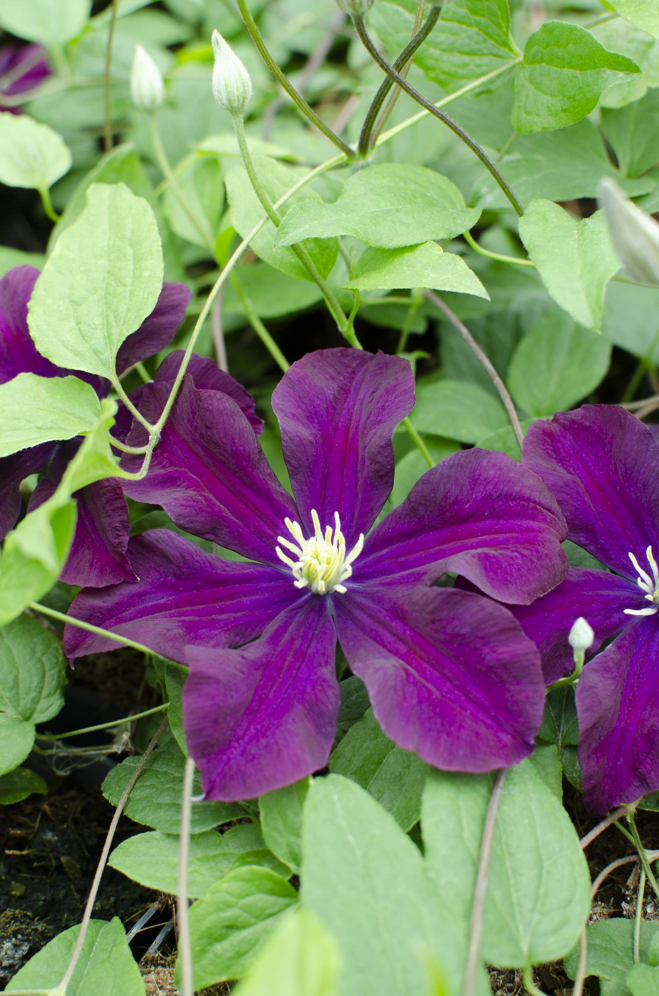 4x - Clematis Warszawska Nike - ↨65cm - Ø15