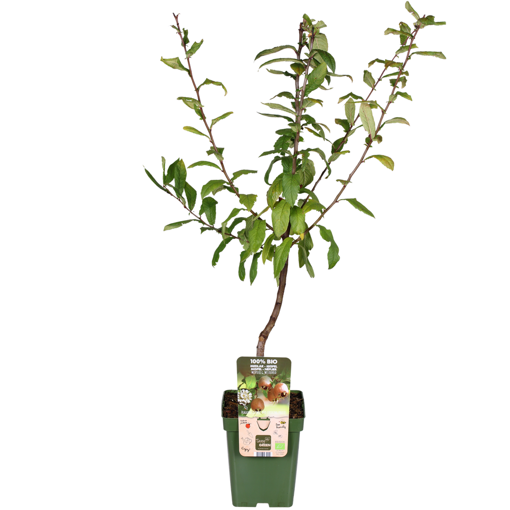 Mespilus germanica 'Westerfield' - Ø23cm - ↕120cm