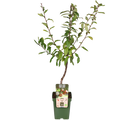 Mespilus germanica 'Westerfield' - Ø23cm - ↕120cm