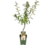 Mespilus germanica 'Westerfield' - Ø23cm - ↕120cm