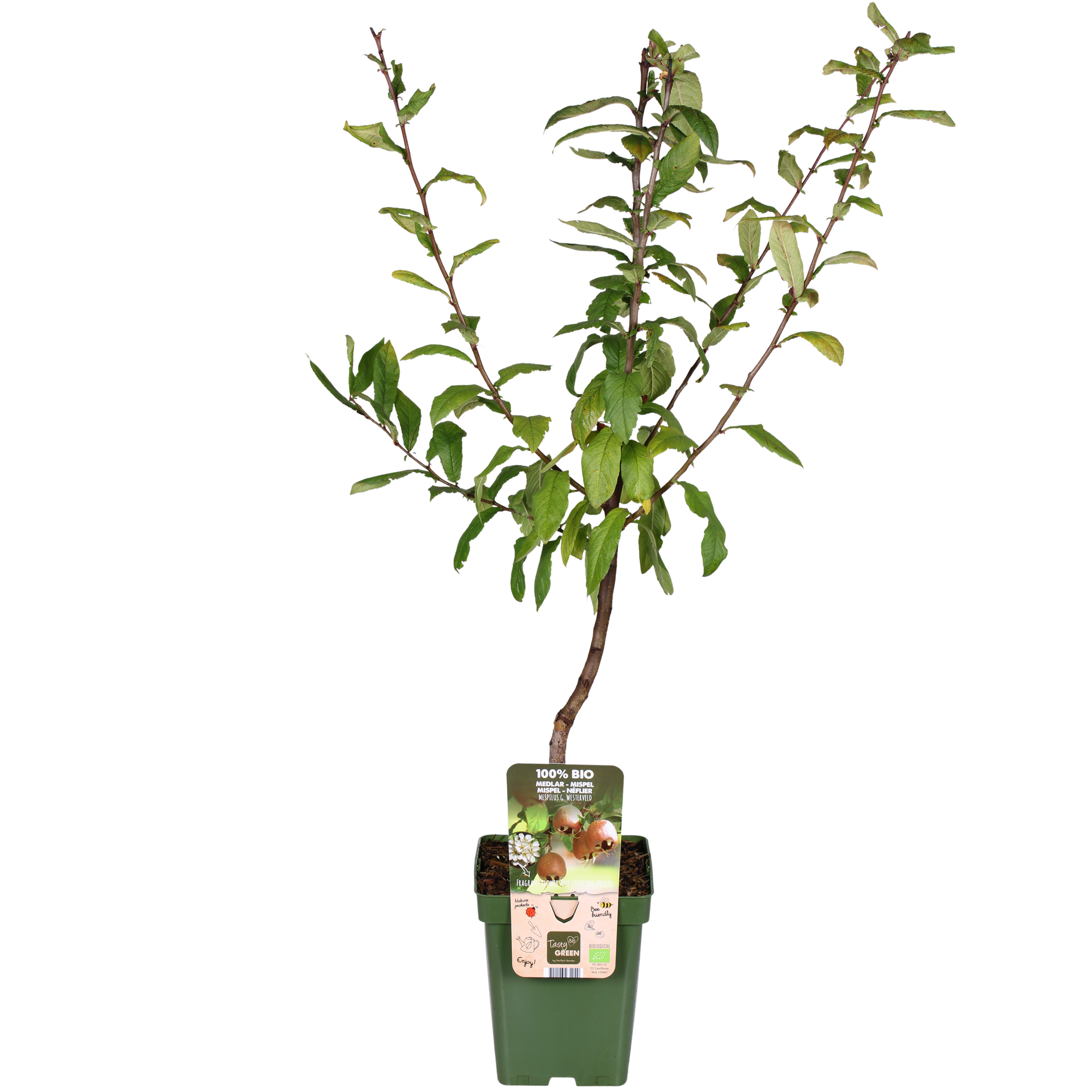 Mespilus germanica 'Westerfield' - Ø23cm - ↕120cm