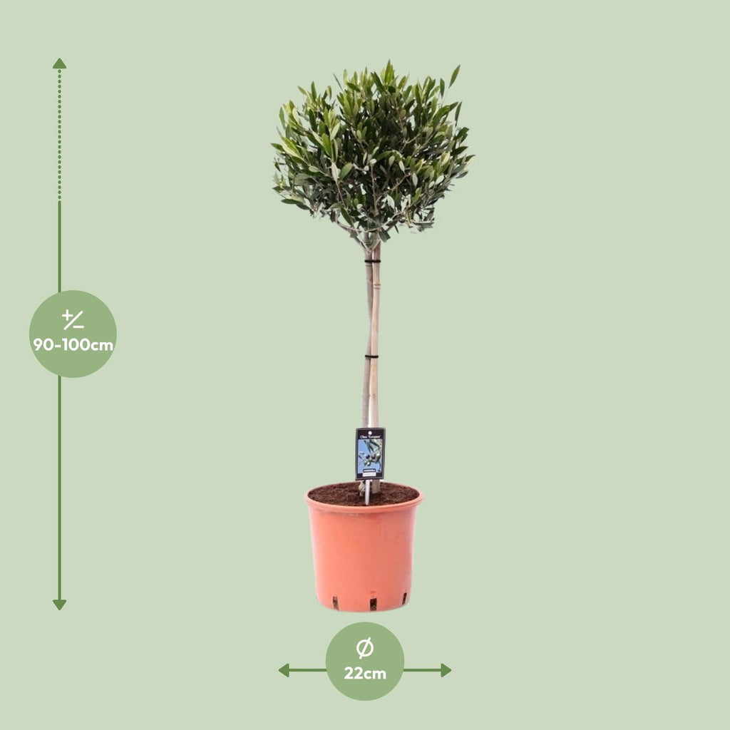 Olea Olijf - Ø22cm - ↕100cm