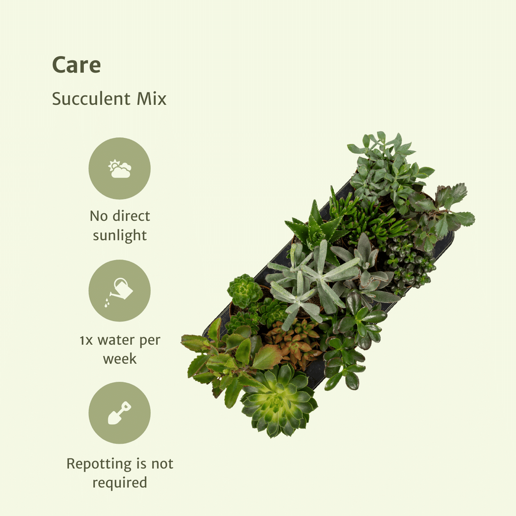 Succulenten Mix - 12 stuks - Ø10,5cm - ↕12 cm