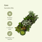 Succulenten Mix - 12 stuks - Ø10,5cm - ↕12 cm
