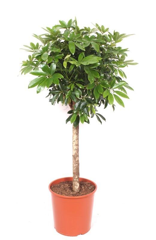 Schefflera op stam - 150 cm
