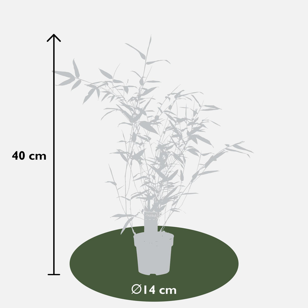 Phyllostachys 'Bissetii' - Groene stam bamboe - Ø14cm - ↕100cm