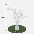 Phyllostachys 'Bissetii' - Groene stam bamboe - Ø14cm - ↕100cm