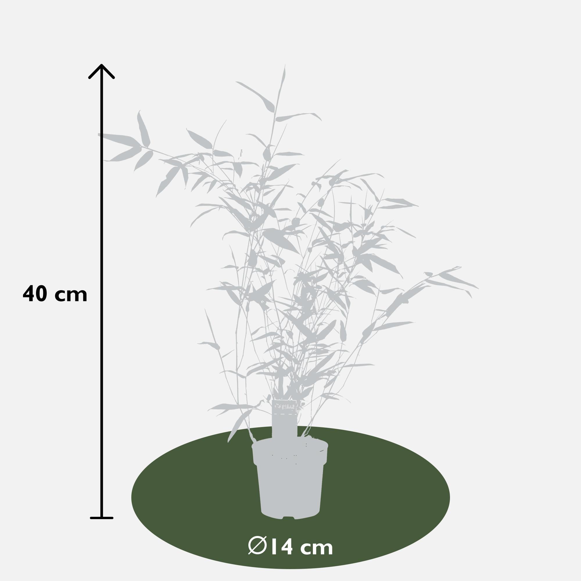 Phyllostachys 'Bissetii' - Groene stam bamboe - Ø14cm - ↕100cm