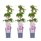 3x - Clematis Hagley Hybrid - ↨65cm - Ø15
