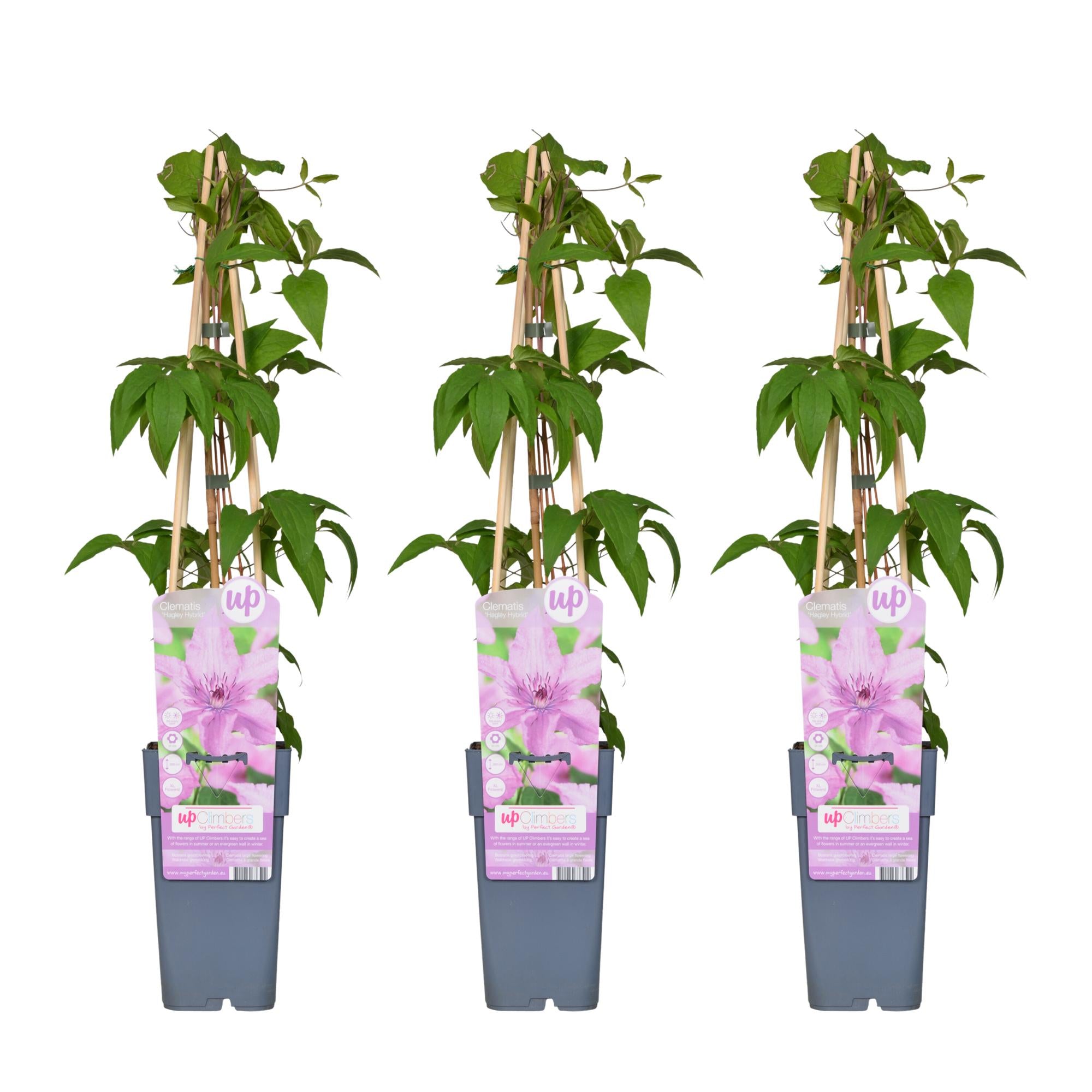 3x - Clematis Hagley Hybrid - ↨65cm - Ø15