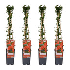 4x - Pyracantha coccinea 'Red Column' - ↨65cm - Ø15