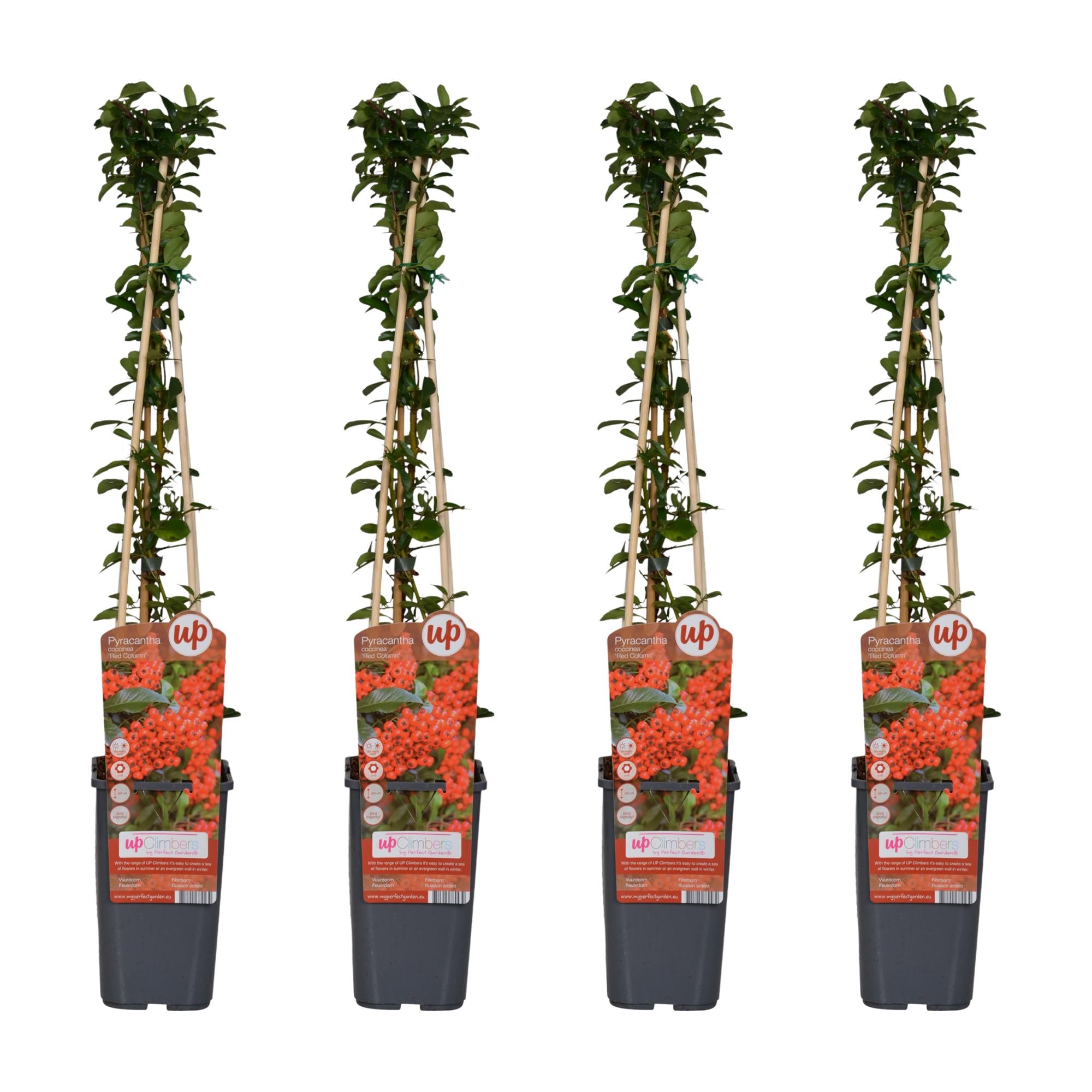 4x - Pyracantha coccinea 'Red Column' - ↨65cm - Ø15