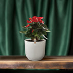 Anthurium Red Champion - Ø21cm - ↕65cm