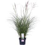 Miscanthus sinensis Ferner Osten - Ø19cm - ↕50cm - Ø19 - ↨50cm