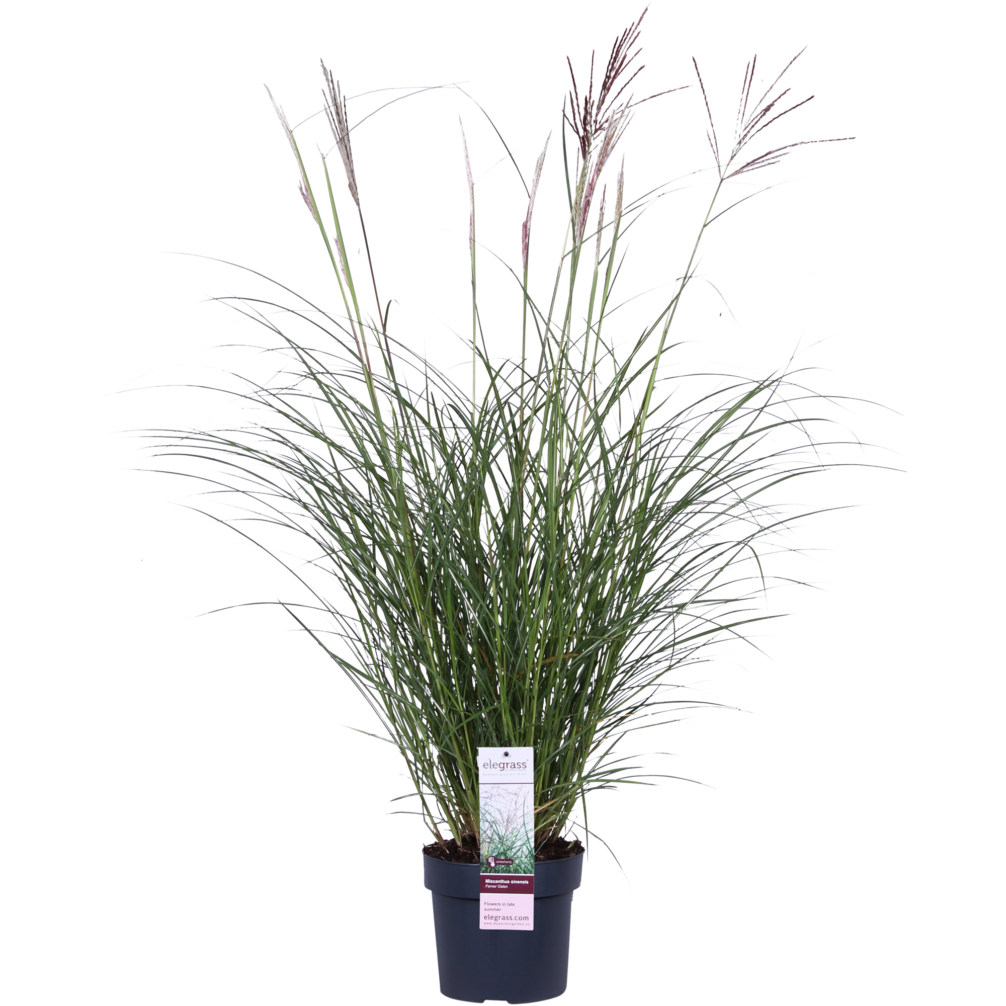 Miscanthus sinensis Ferner Osten - Ø19cm - ↕50cm - Ø19 - ↨50cm