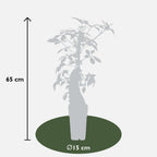 Parthenocissus henryana - Chinese Wilde Wingerd - Ø15cm - ↕65cm