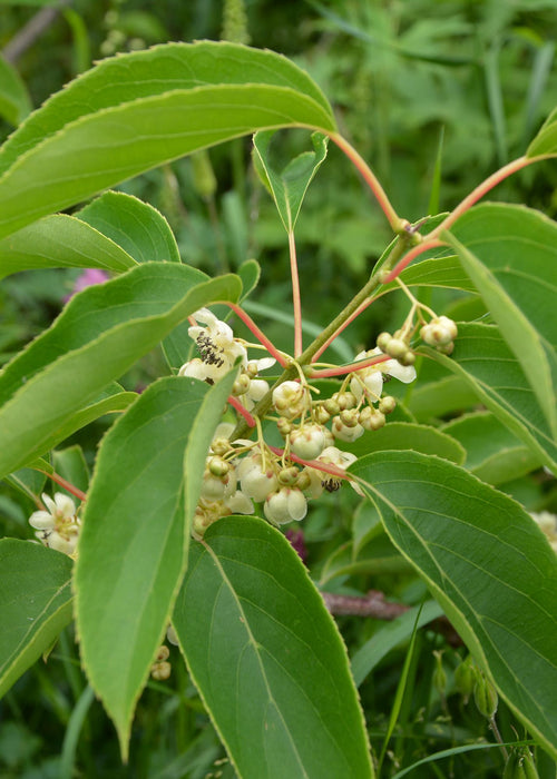 3x - Actinidia arguta 'Issai' - ↨45cm - Ø13