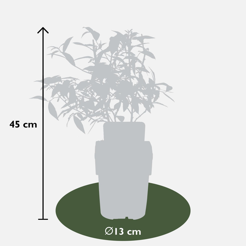 6x - Vaccinium corymbosum - ↨45cm - Ø13