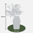 6x - Vaccinium corymbosum - ↨45cm - Ø13