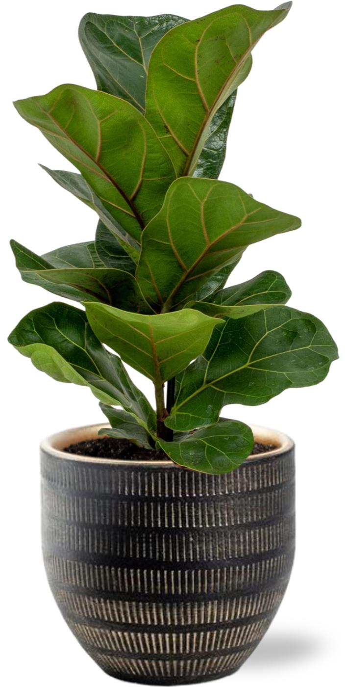 Ficus Lyrata - Ø12cm - ↕30cm + Potenza Pot D13x11cm - Zwart