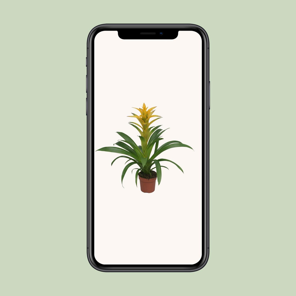Guzmania Desire - Ø12 ↕45