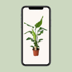 PROMO - Strelitzia Nicolai - Ø19cm - ↕90cm
