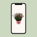 Dianthus Pink Kisses 17 CM © - Ø17cm - ↕40cm