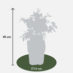 6x - Vaccinium corymbosum - ↨45cm - Ø13