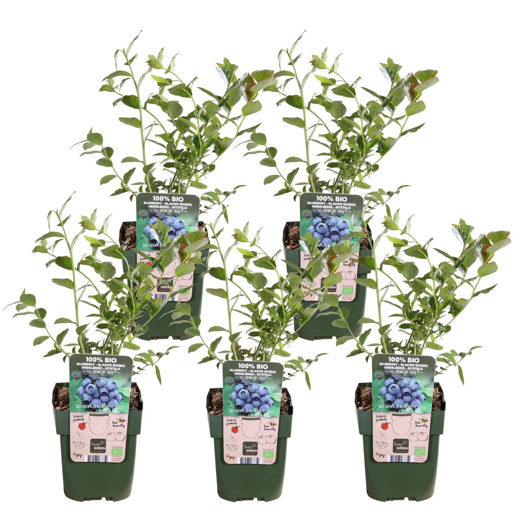 5x - Vaccinium corymbosum 'Reka' - ↨45cm - Ø13