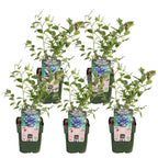 5x - Vaccinium corymbosum 'Reka' - ↨45cm - Ø13