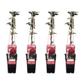 4x - Lonicera japonica 'Red World' - ↨65cm - Ø15