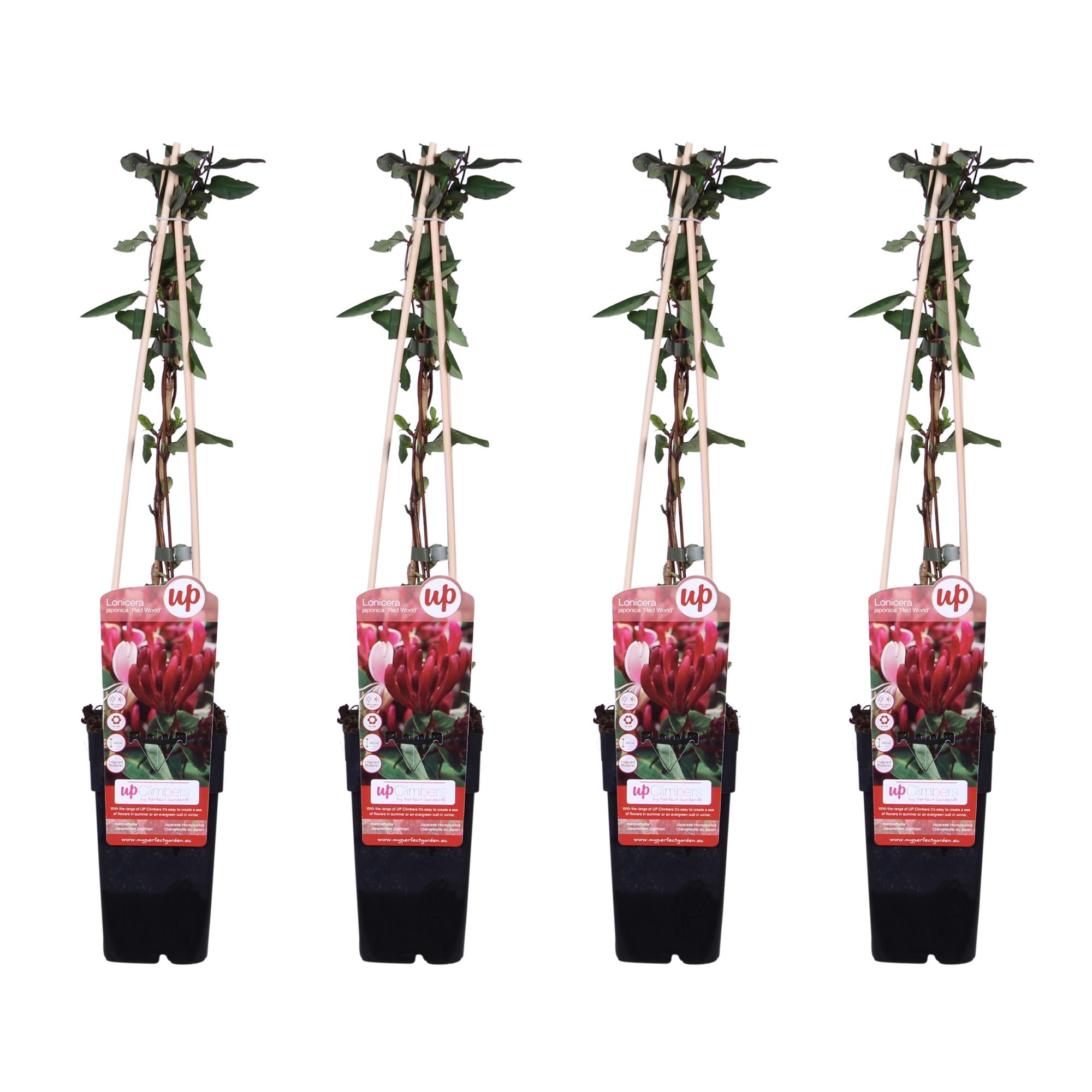 4x - Lonicera japonica 'Red World' - ↨65cm - Ø15