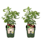 2x - Ribes EasycrispÂ® 'Lady Sun' - ↨45cm - Ø13