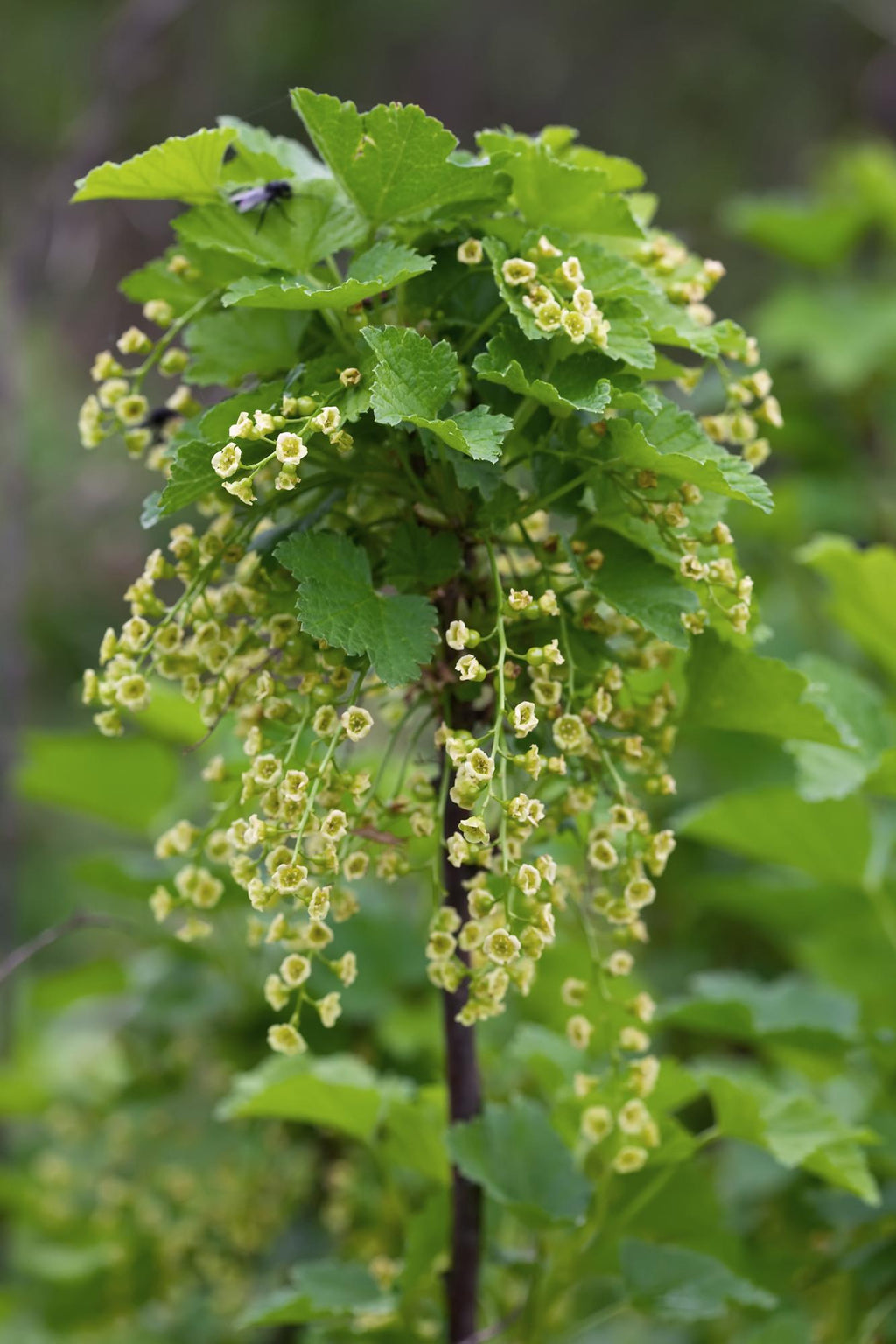 Ribes nigrum 'Ben Nevis' - Zwarte bes - Ø13cm - ↕45cm