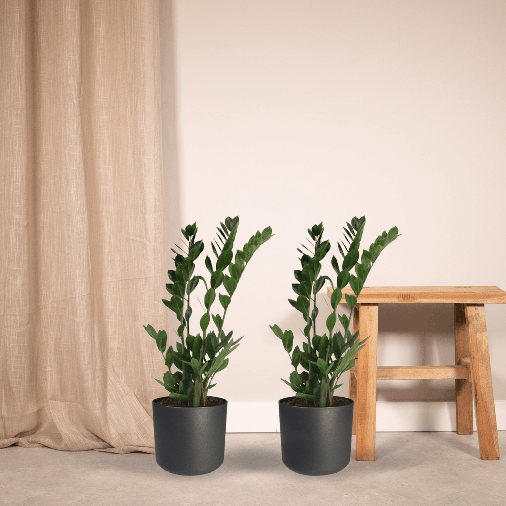 2x Zamioculcas Zamiifolia - Emerald palm - 70cm - ø17