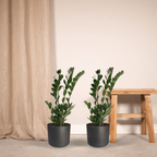 2x Zamioculcas Zamiifolia - Emerald palm - 70cm - ø17
