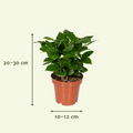 Verrassingsbox - Ø12cm - ↕25cm - x5