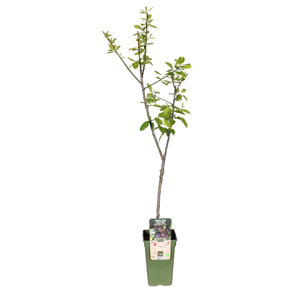Prunus Domestica Opal - Pruim - Ø19cm - ↕60cm