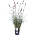 Miscanthus sinensis Ferner Osten - Ø19cm - ↕50cm - Ø19 - ↨50cm